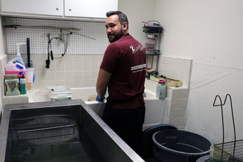 Performing a chemical cleaning on a brass instrument.